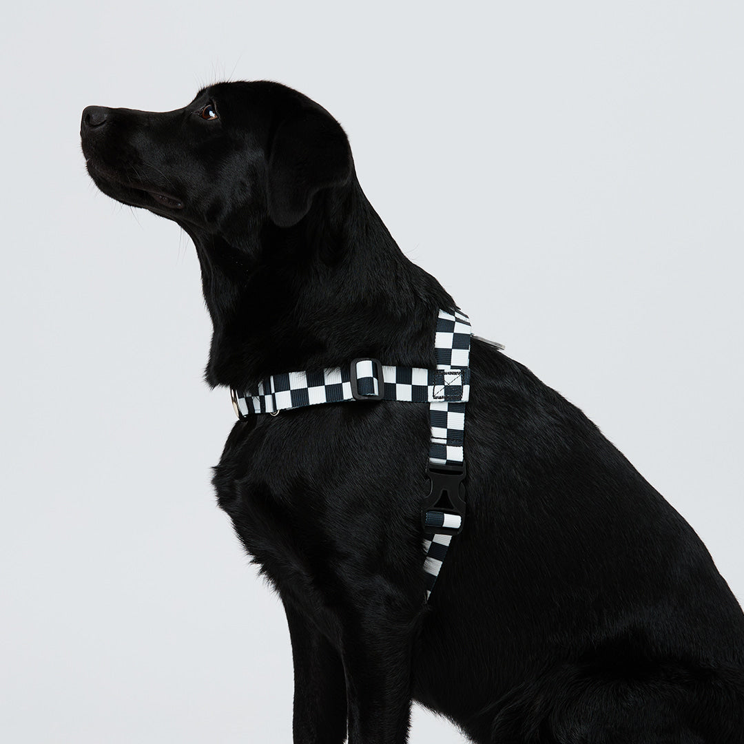 TENTEN Black Max Harness
