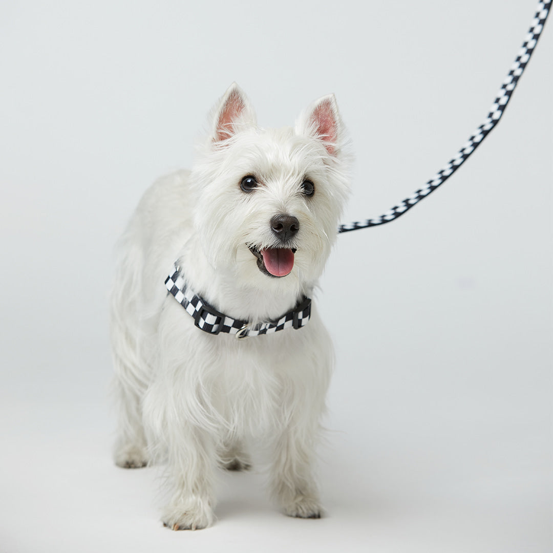 TENTEN Black Leash