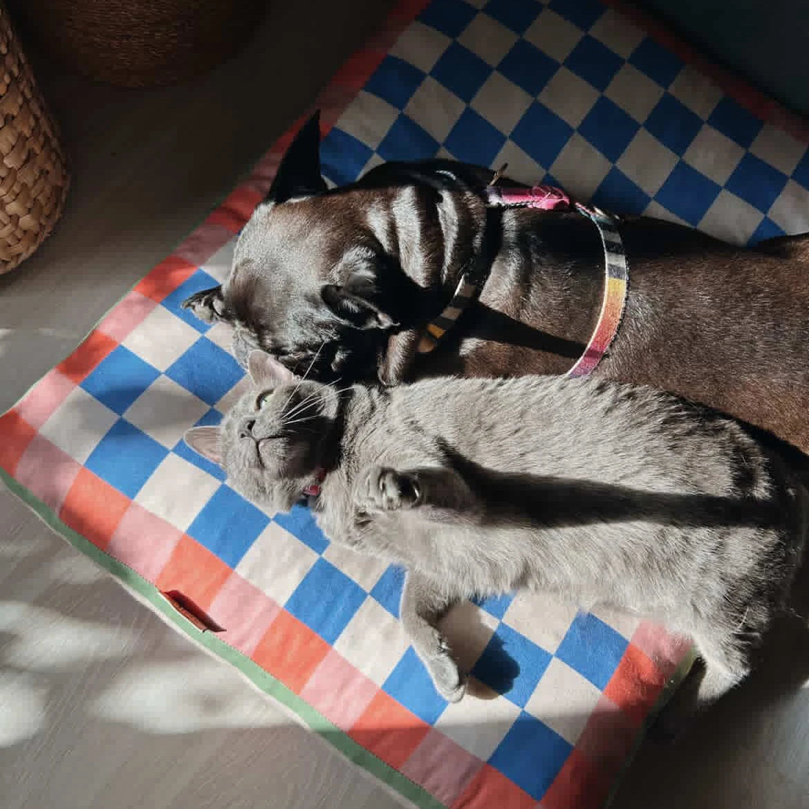 Chessly Cushion Cat and Dog Bed