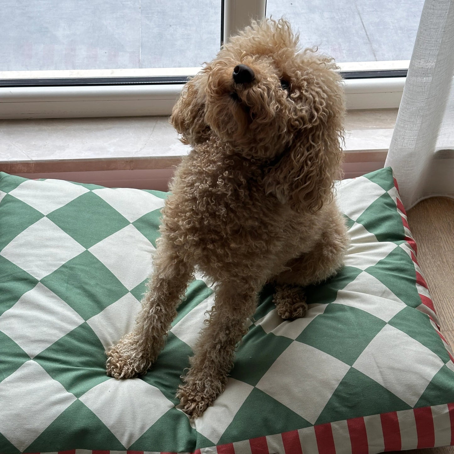 Ziggy Cushion Cat and Dog Bed